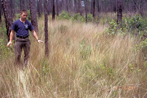 A prescribed burn professional assesses grasses in a pine stand
